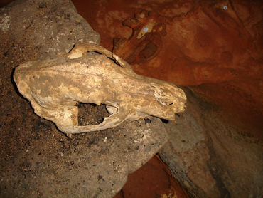 Vue verticale du crâne d’ours posé sur le bloc rocheux.