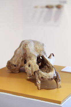 Crâne d'ours des cavernes _ Ursus spelaeus