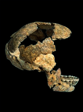 crâne neandertal.jpg
