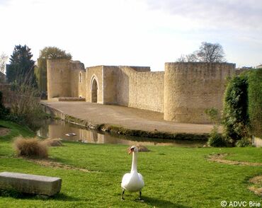 27066_vignette_35-2008-photo-cygne.jpg