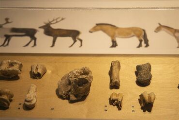 Vitrine ossements musée de Préhistoire