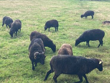 Moutons d'Ouessant