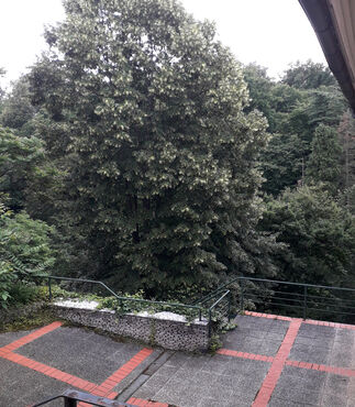 Institute's yard