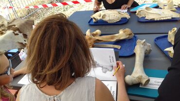 Atelier archéozoologie