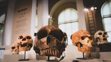 Muséum_Espèces d'hominines